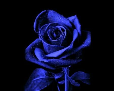 sweetyblu
